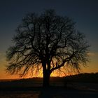 Sonnenuntergangbaum...