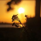 Sonnenuntergang_Emmerich am Rhein