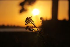 Sonnenuntergang_Emmerich am Rhein