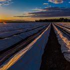 Sonnenuntergang_Folientunnel