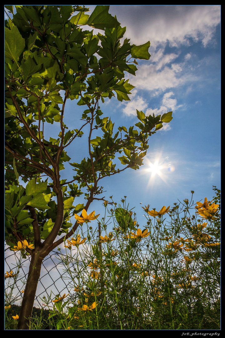 Sonnenuntergang_im_Garten