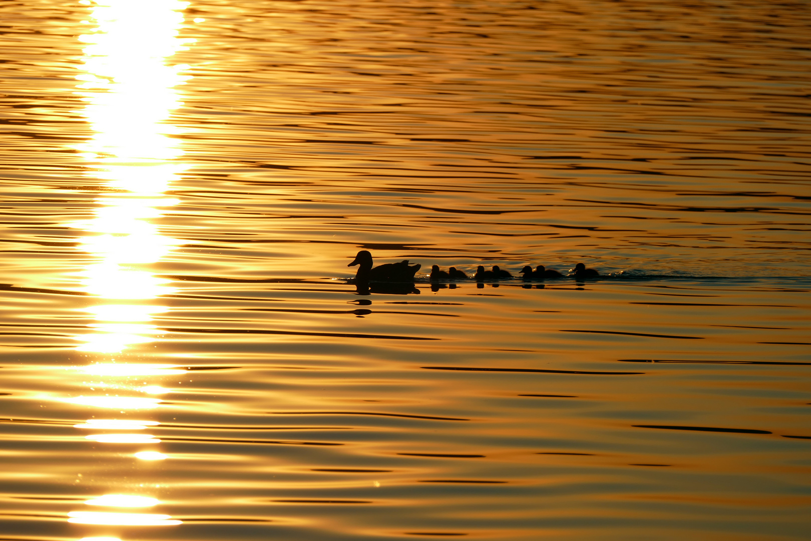 Sonnenuntergangs-Ausflug