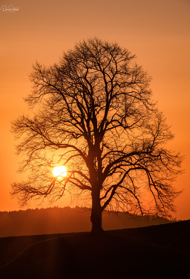 Sonnenuntergangs Bäumchen