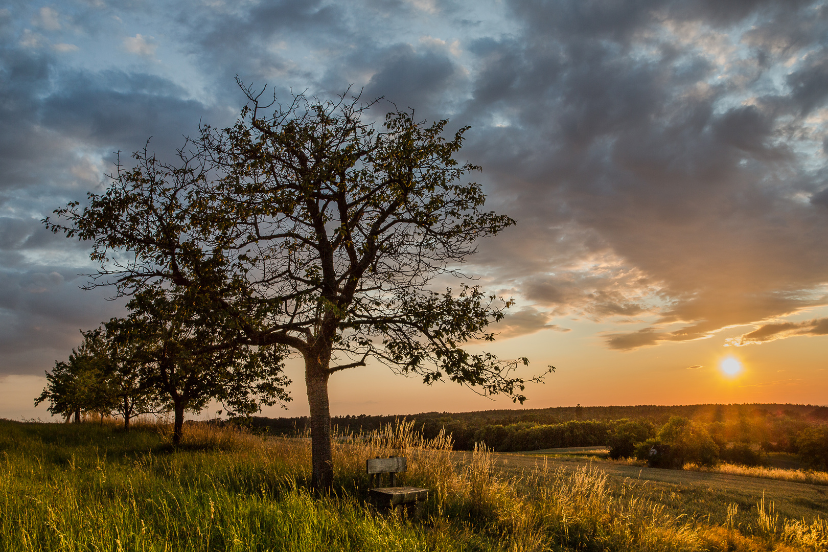 Sonnenuntergangs-Baum