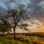 Sonnenuntergangs-Baum