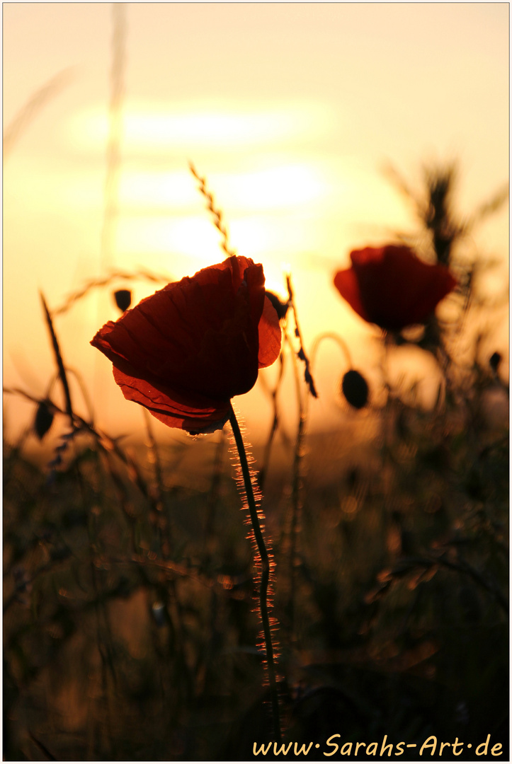 Sonnenuntergangs-Mohn