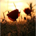 Sonnenuntergangs-Mohn