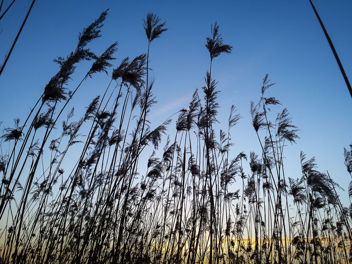 Sonnenuntergangs-Schilf