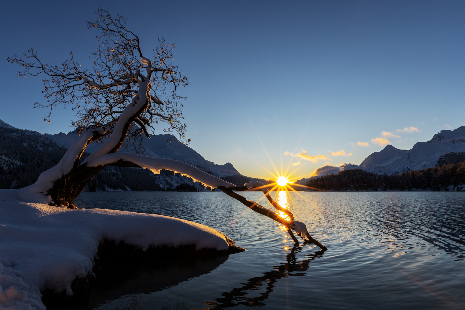 Sonnenuntergangsbaum