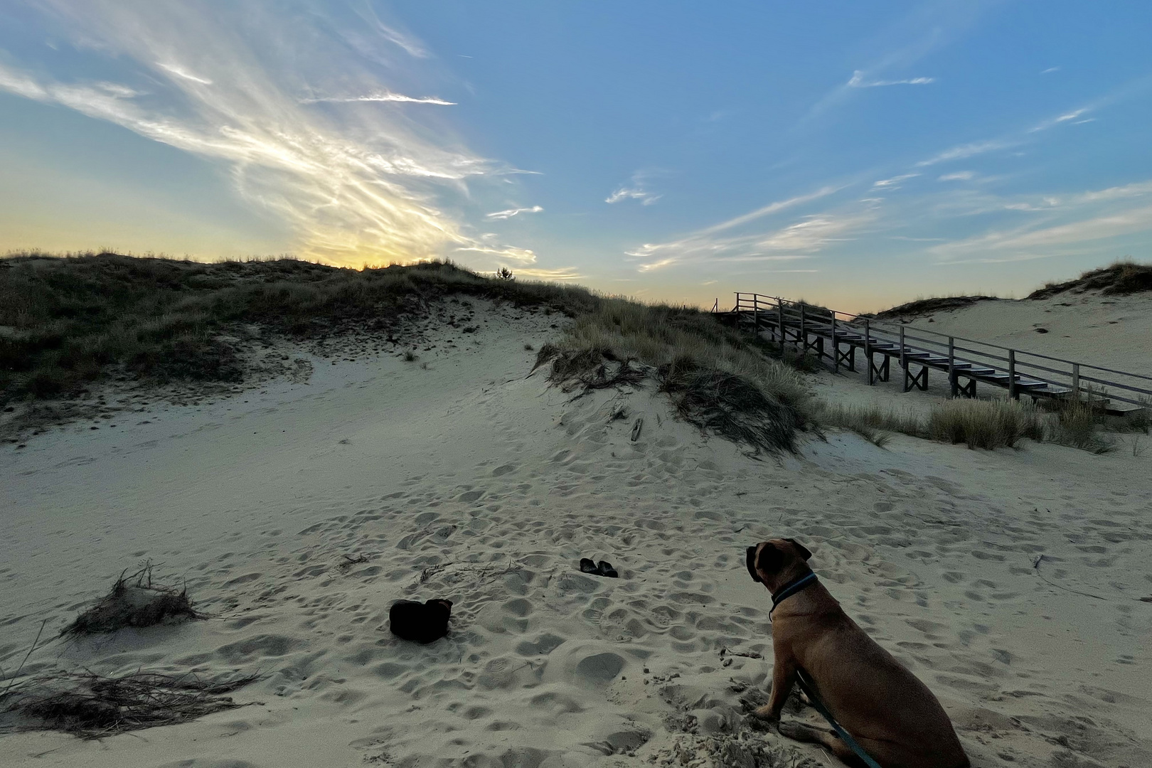 Sonnenuntergangsbewundererhund und chillender Hund im Sand sind da so.