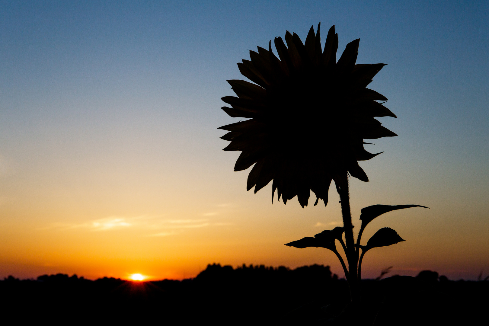 Sonnenuntergangsblume