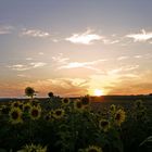 Sonnenuntergangsblumen