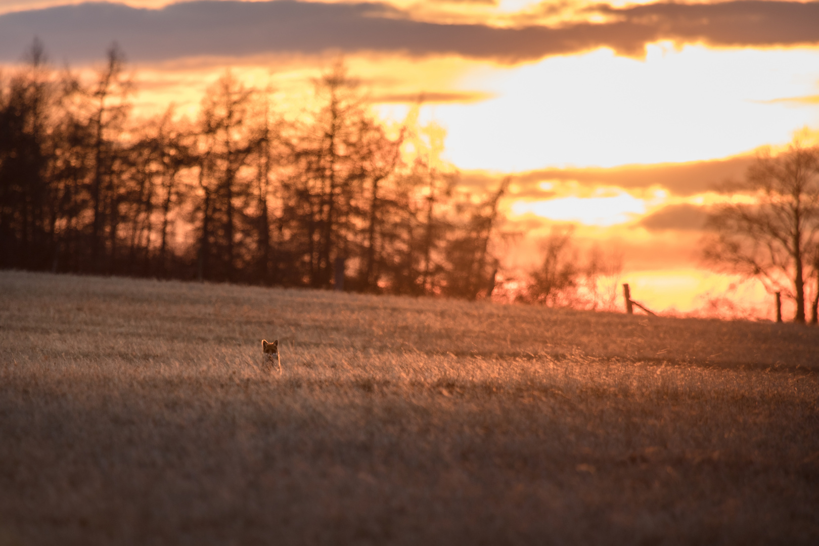 Sonnenuntergangsfuchs