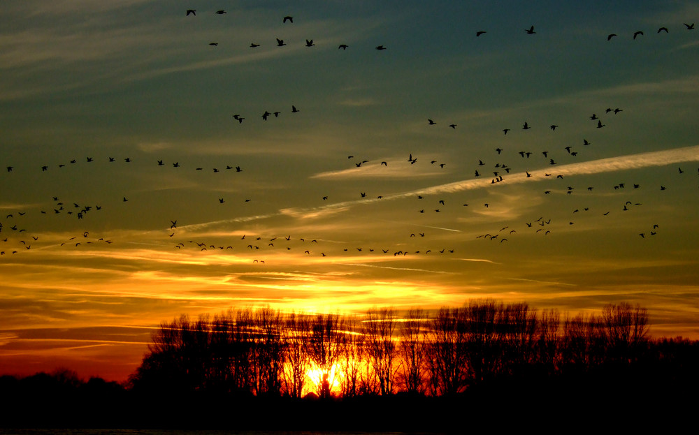 Sonnenuntergangsgänsehimmel