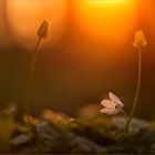 Sonnenuntergangsglühen am Waldboden