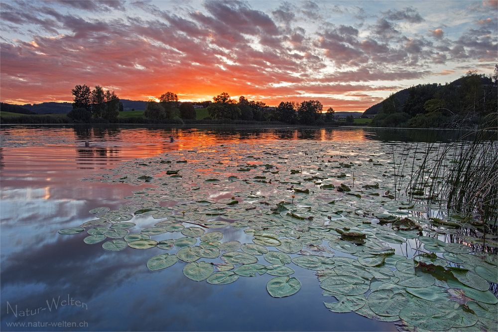 Sonnenuntergangsschwimmer