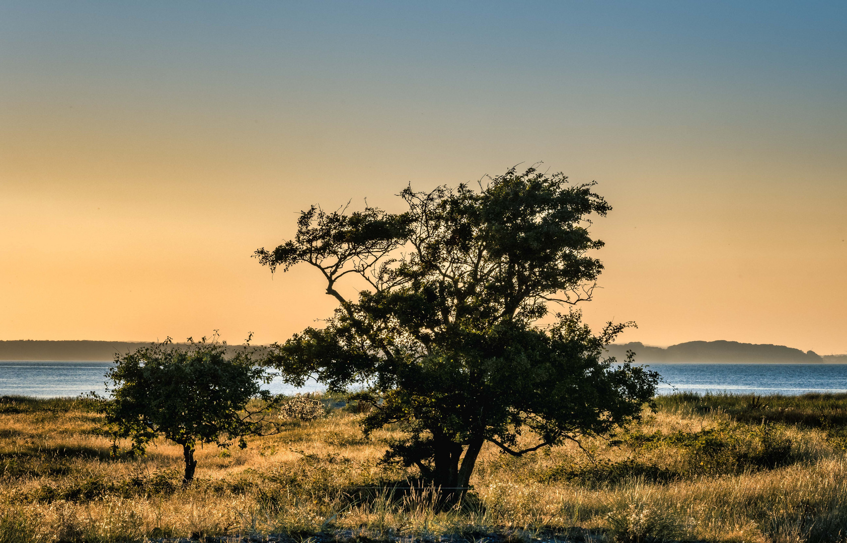 Sonnenuntergangsstimmung am Baum