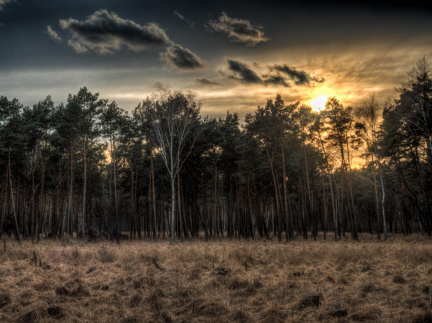 Sonnenuntergangsstimmung hinter Bäumen