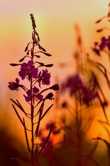 *** Sonnenuntergangsstimmung in der Wildblumenwiese ***