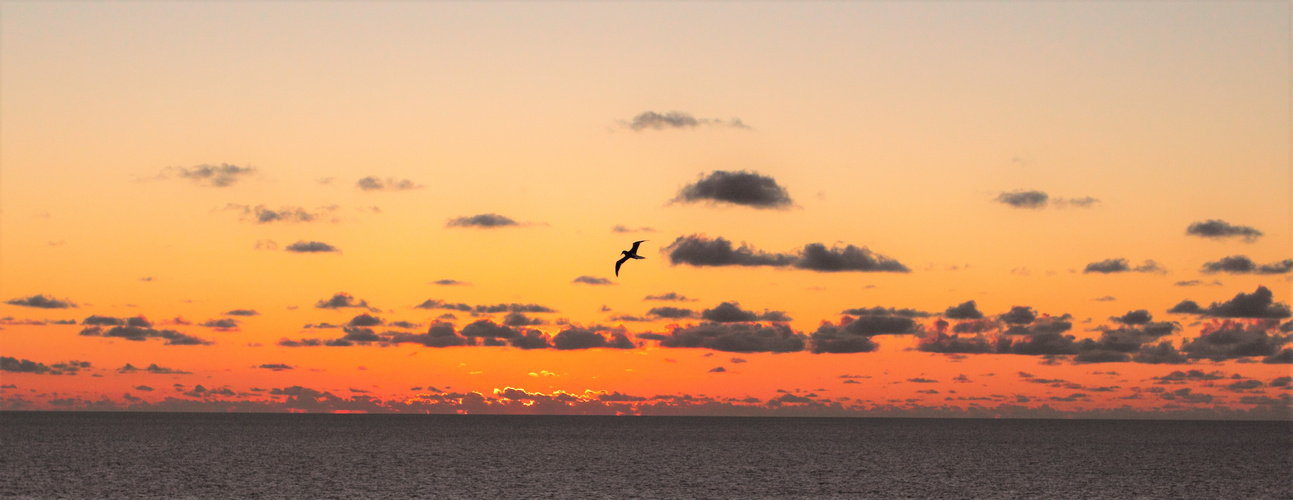 Sonnenuntergangsvogel