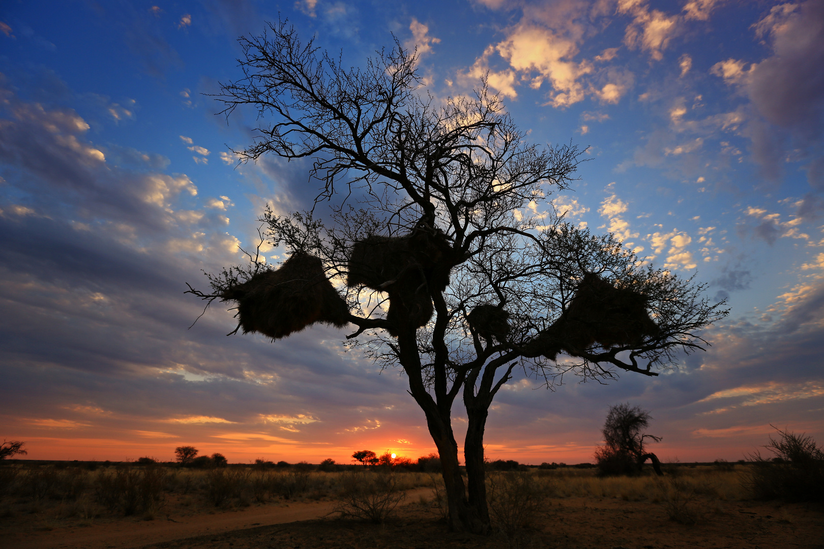 Sonnenuntrgang in der Kalahari