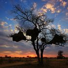 Sonnenuntrgang in der Kalahari