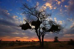 Sonnenuntrgang in der Kalahari