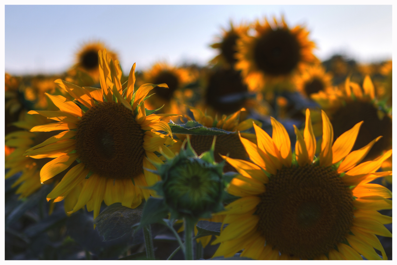 sonnenverwöhnte Blume 2