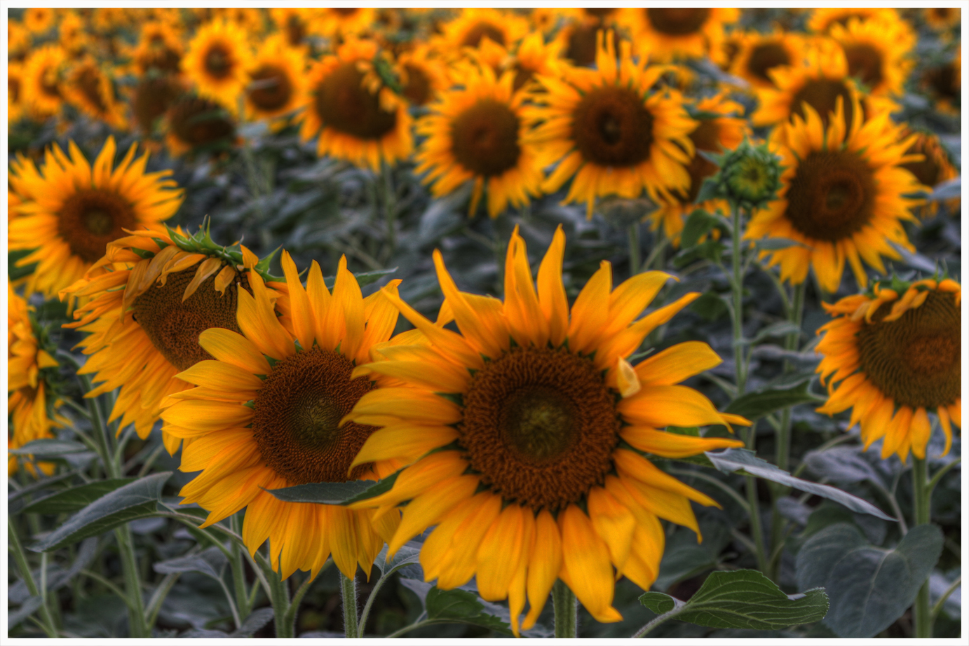 sonnenverwöhnte Blume