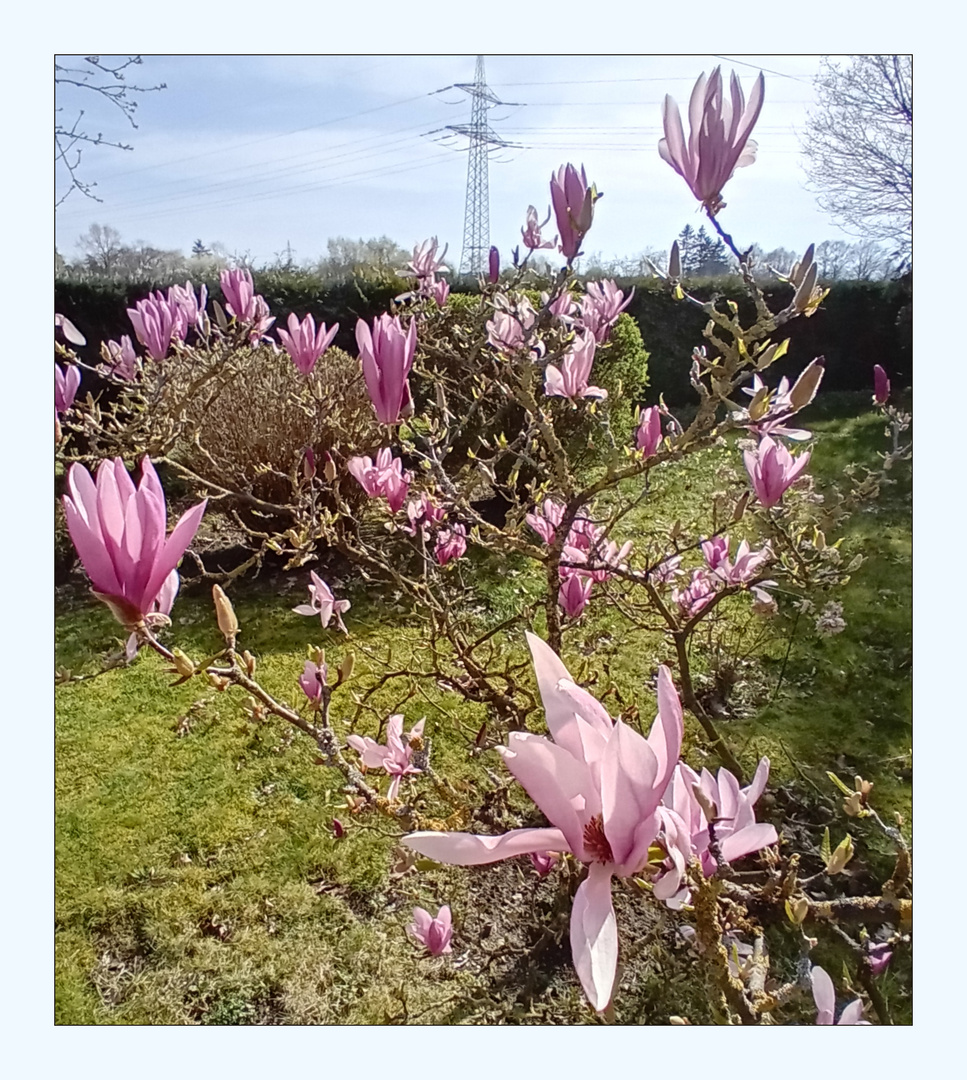 Sonnenverwöhnte Magnolienblüten