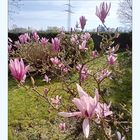 Sonnenverwöhnte Magnolienblüten