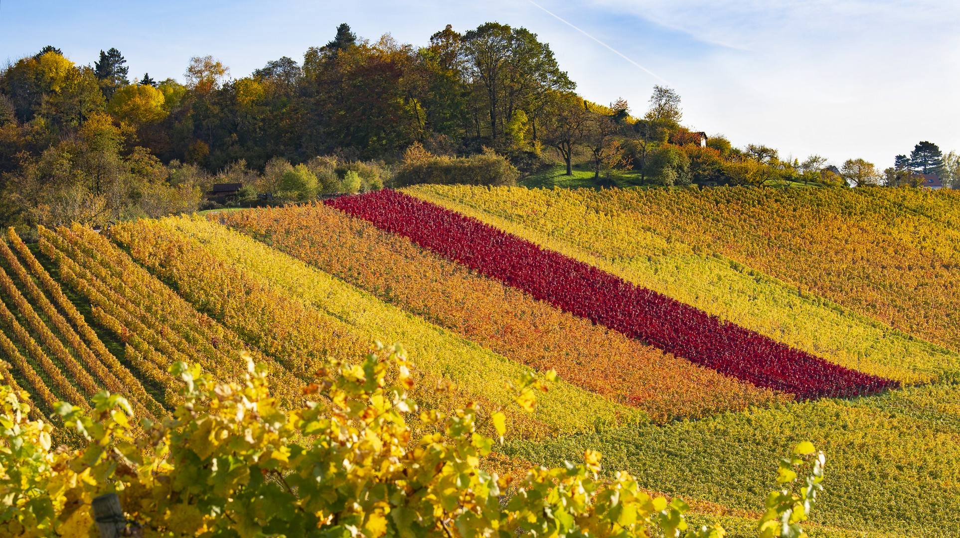 Sonnenverwöhnter Weinberg