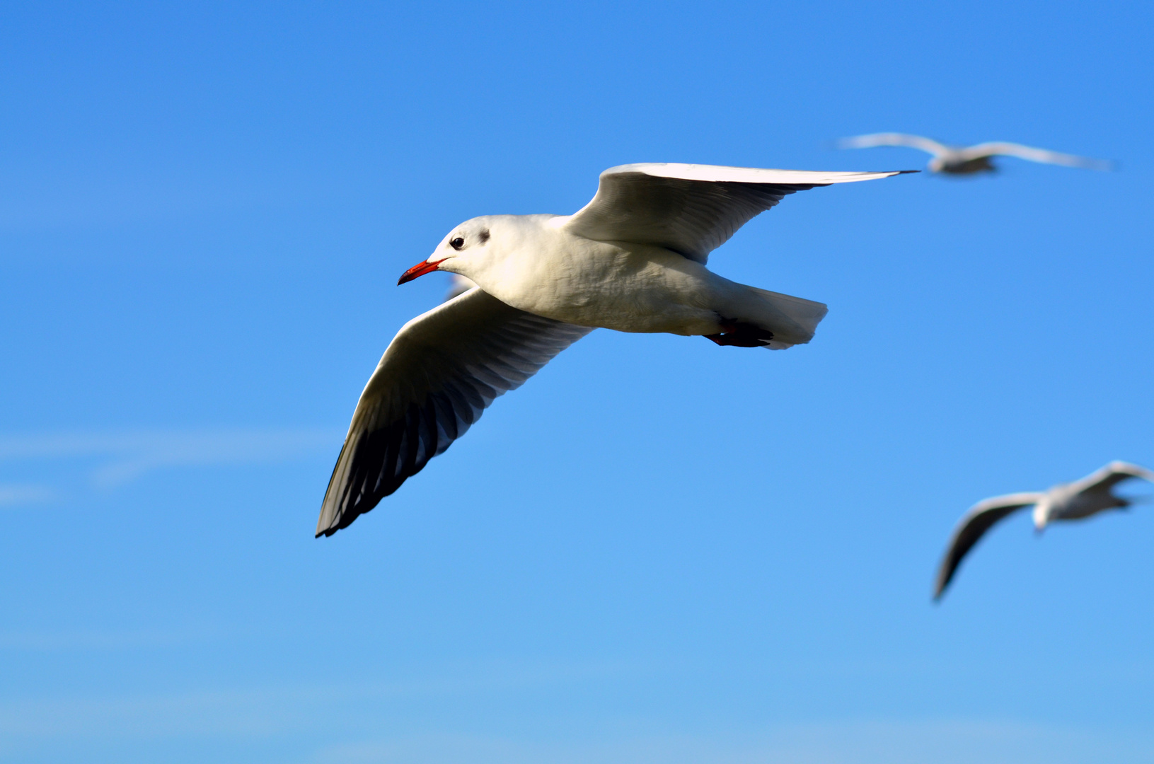 Sonnenvogel