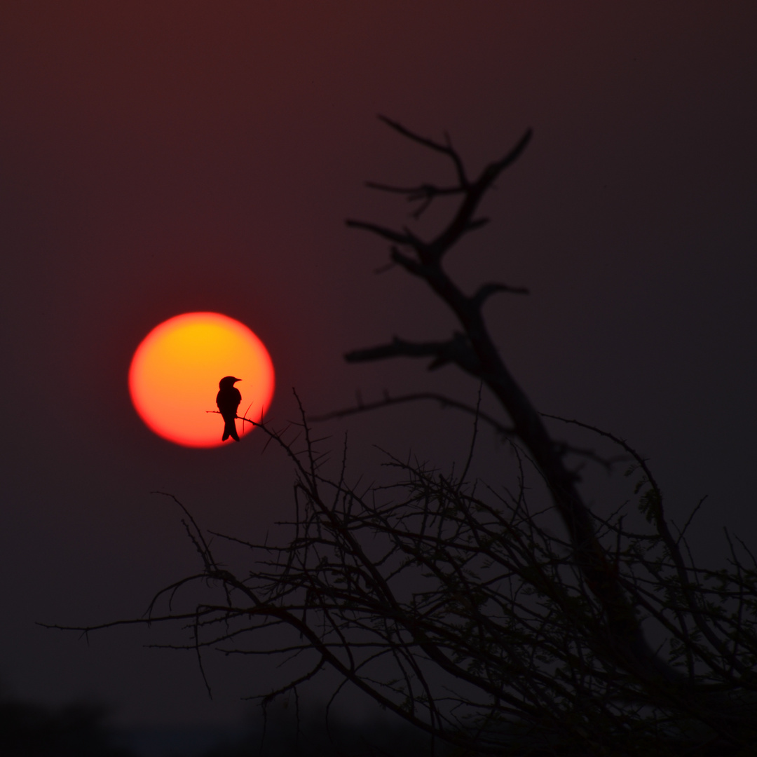 Sonnenvogel