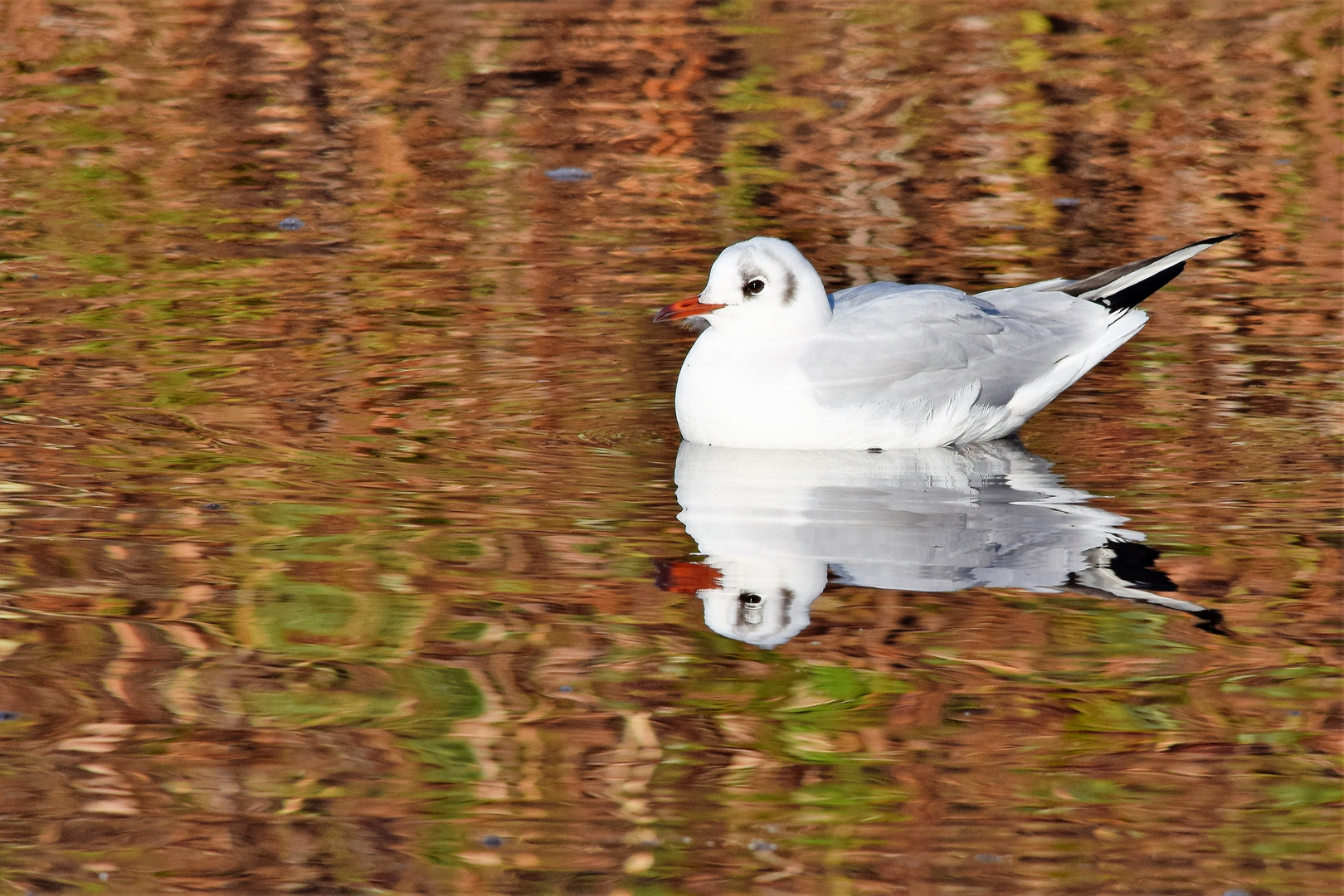 Sonnenvogel