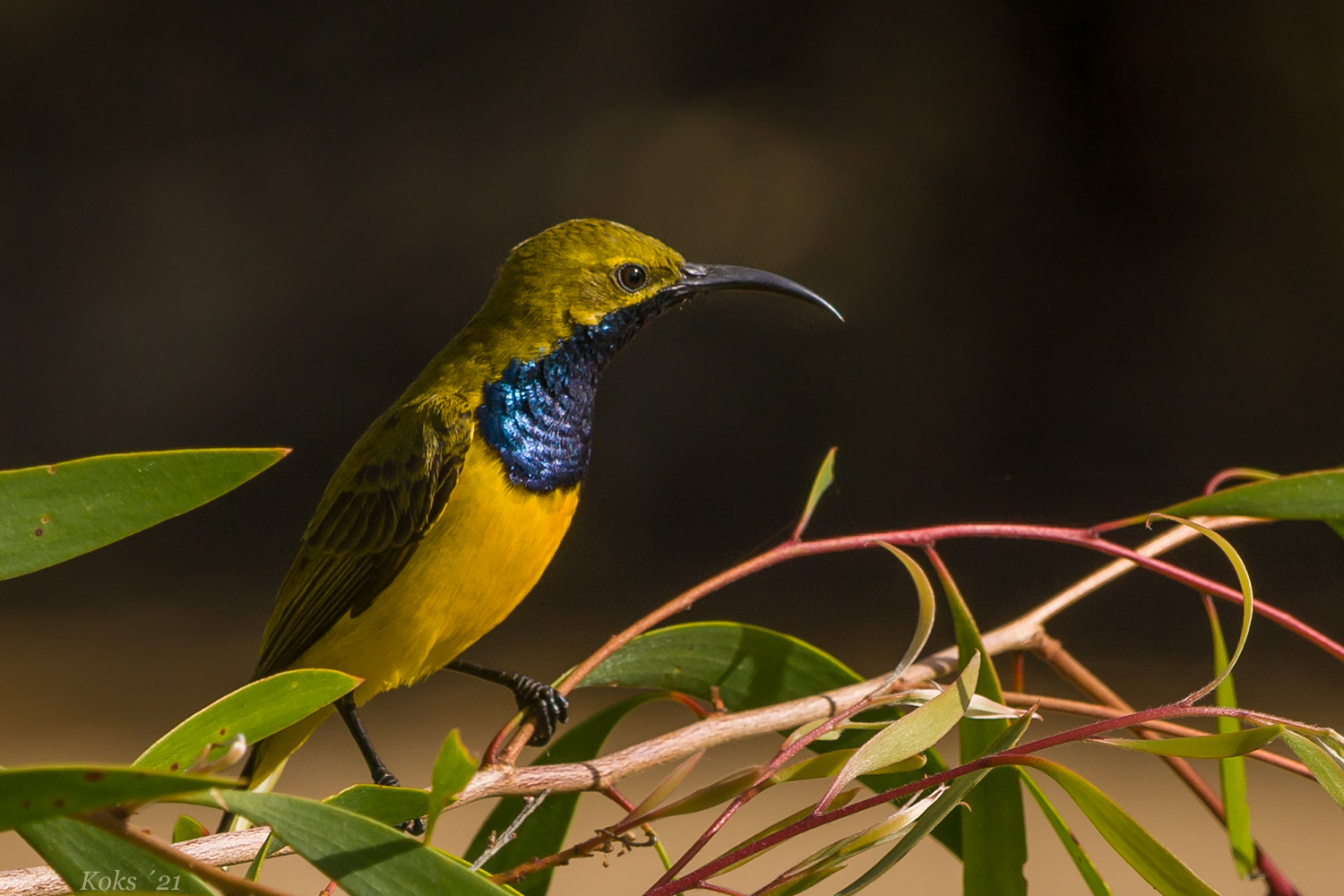 Sonnenvogel