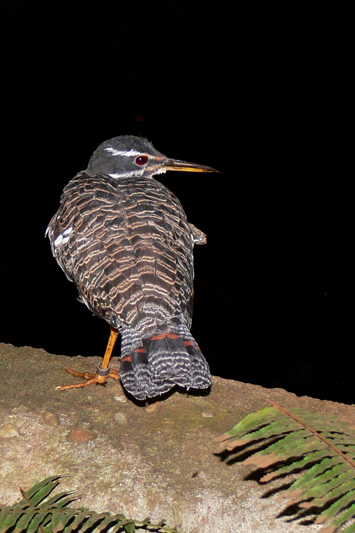 Sonnenvogel in der Nacht