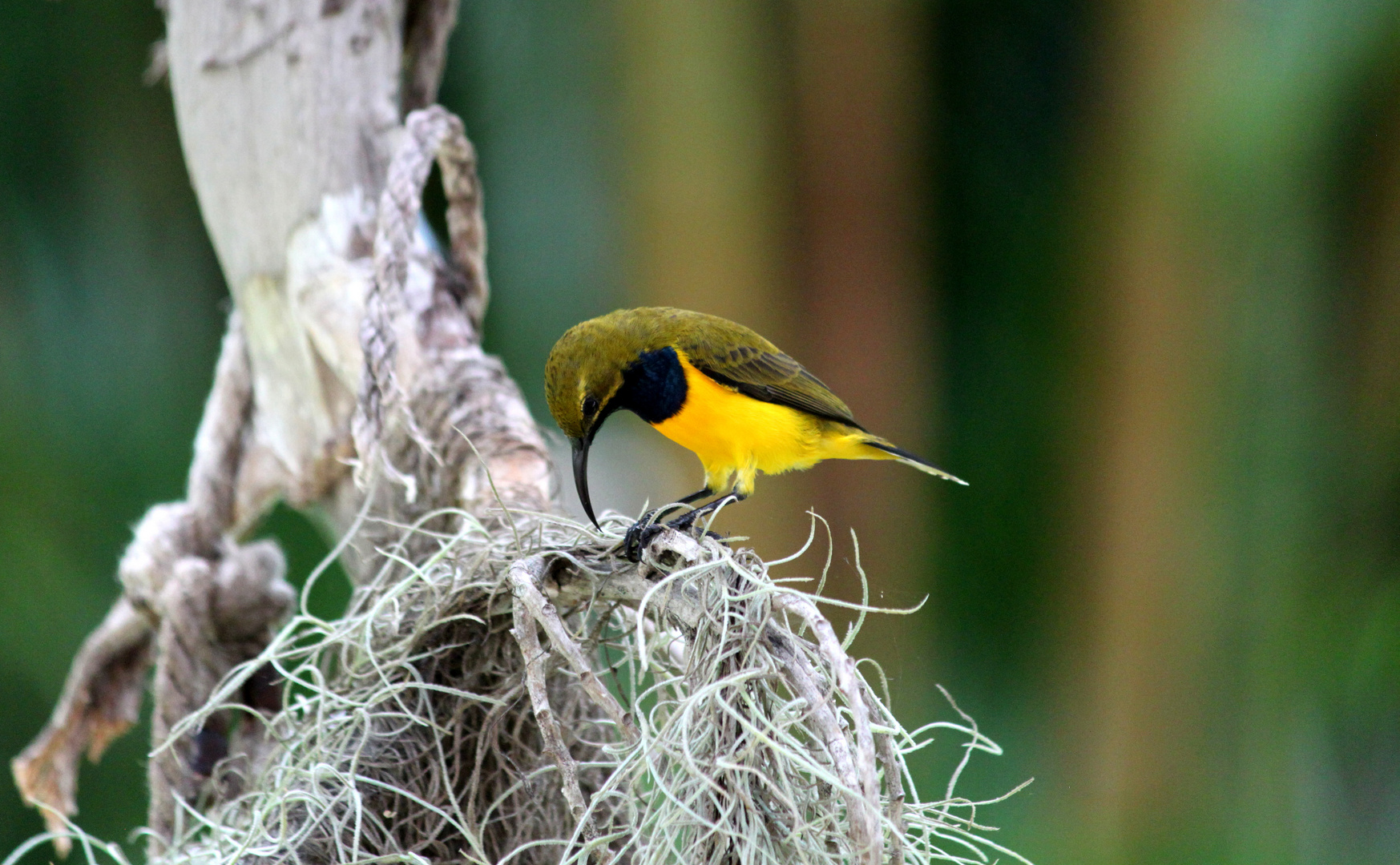 Sonnenvogel - Sunbird