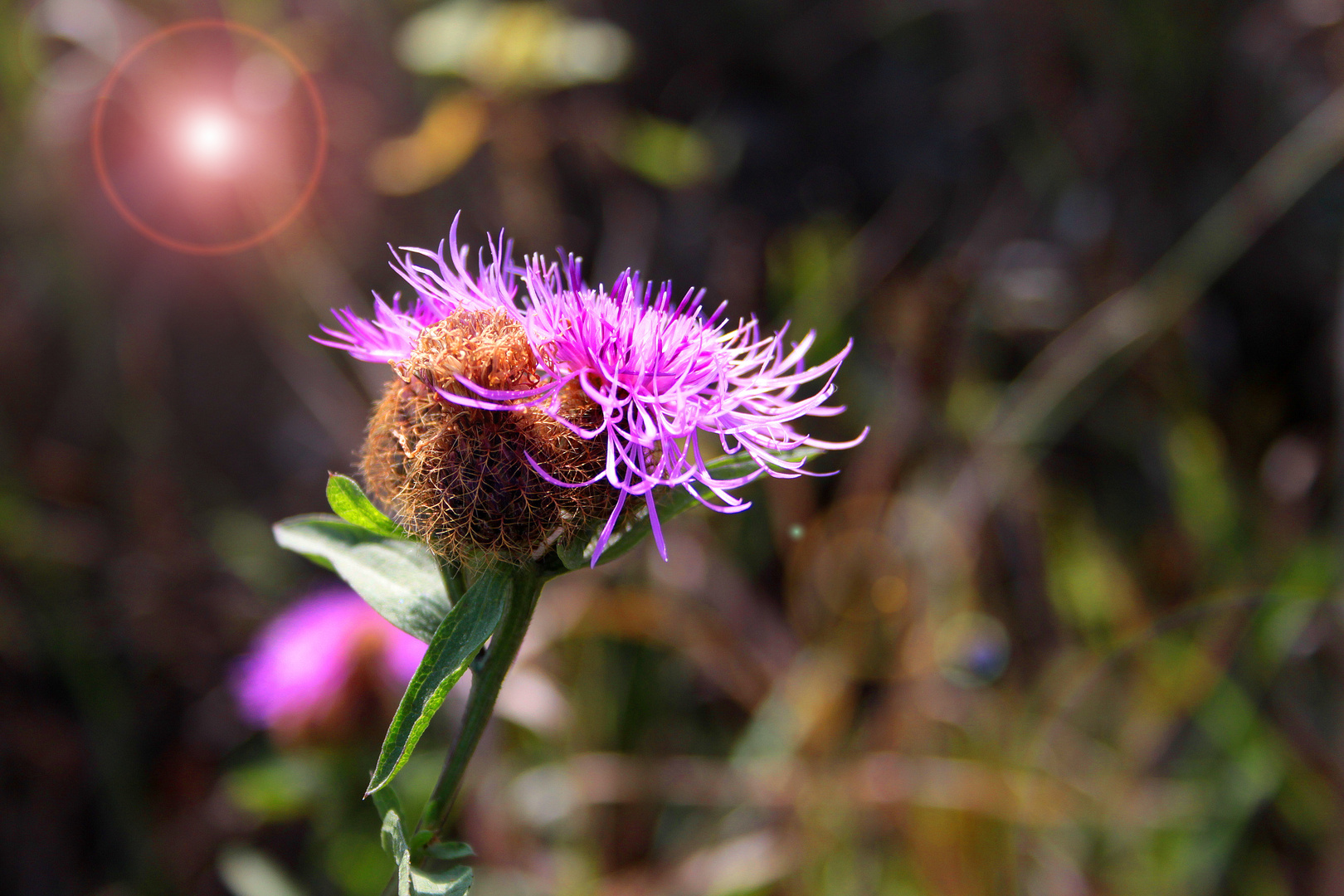 Sonnenwend-Flockenblume