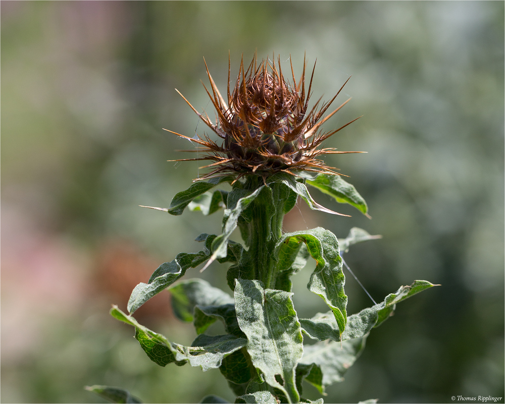 Sonnenwend-Flockenblume (Centaurea solstitialis)