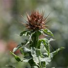 Sonnenwend-Flockenblume (Centaurea solstitialis)