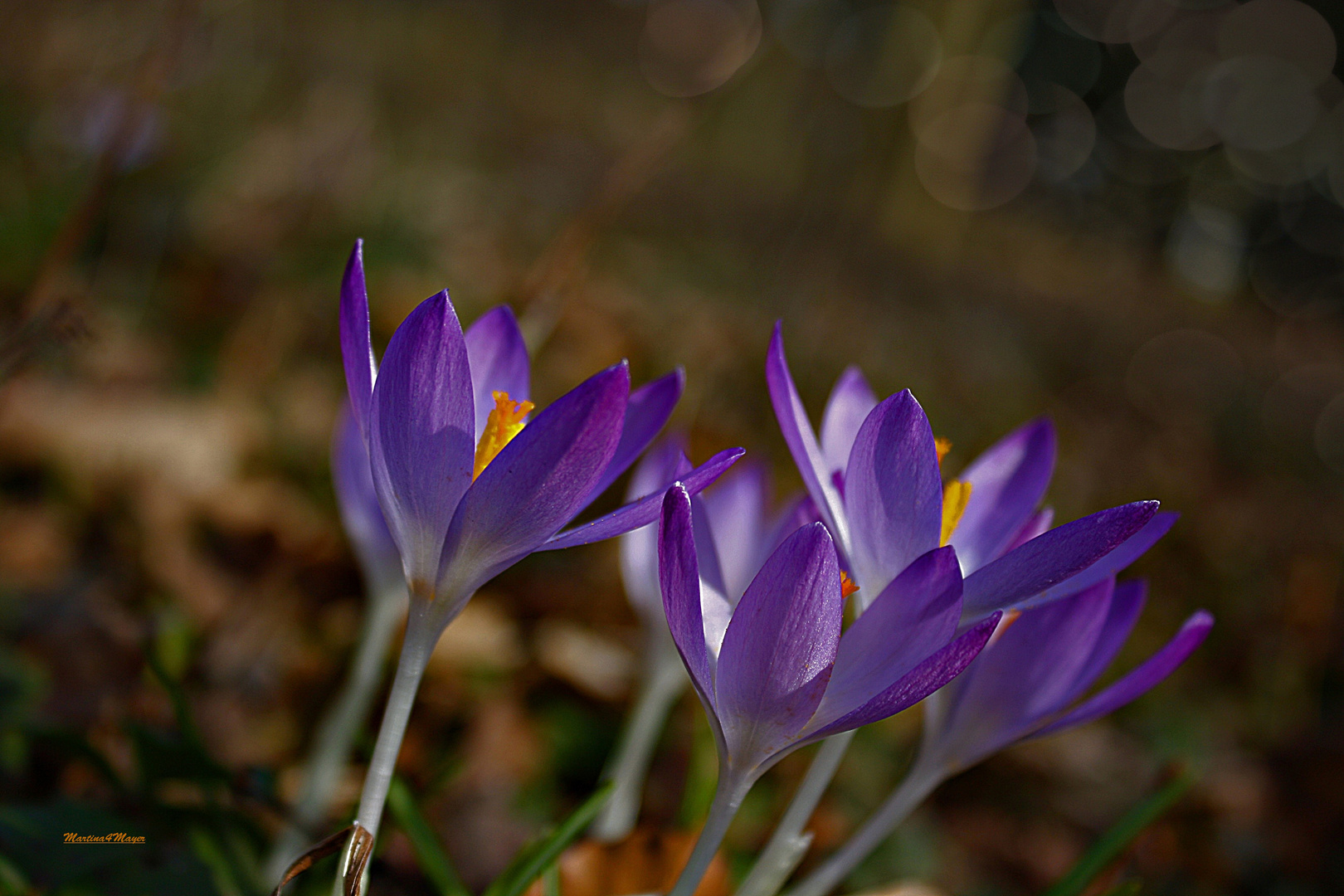 Sonnenwinde wehen