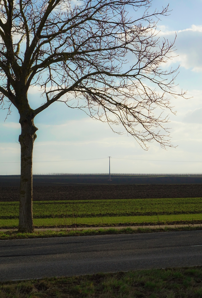 Sonnenwinterbaum