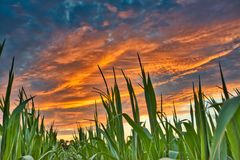 Sonnenwolken über dem Maisfeld