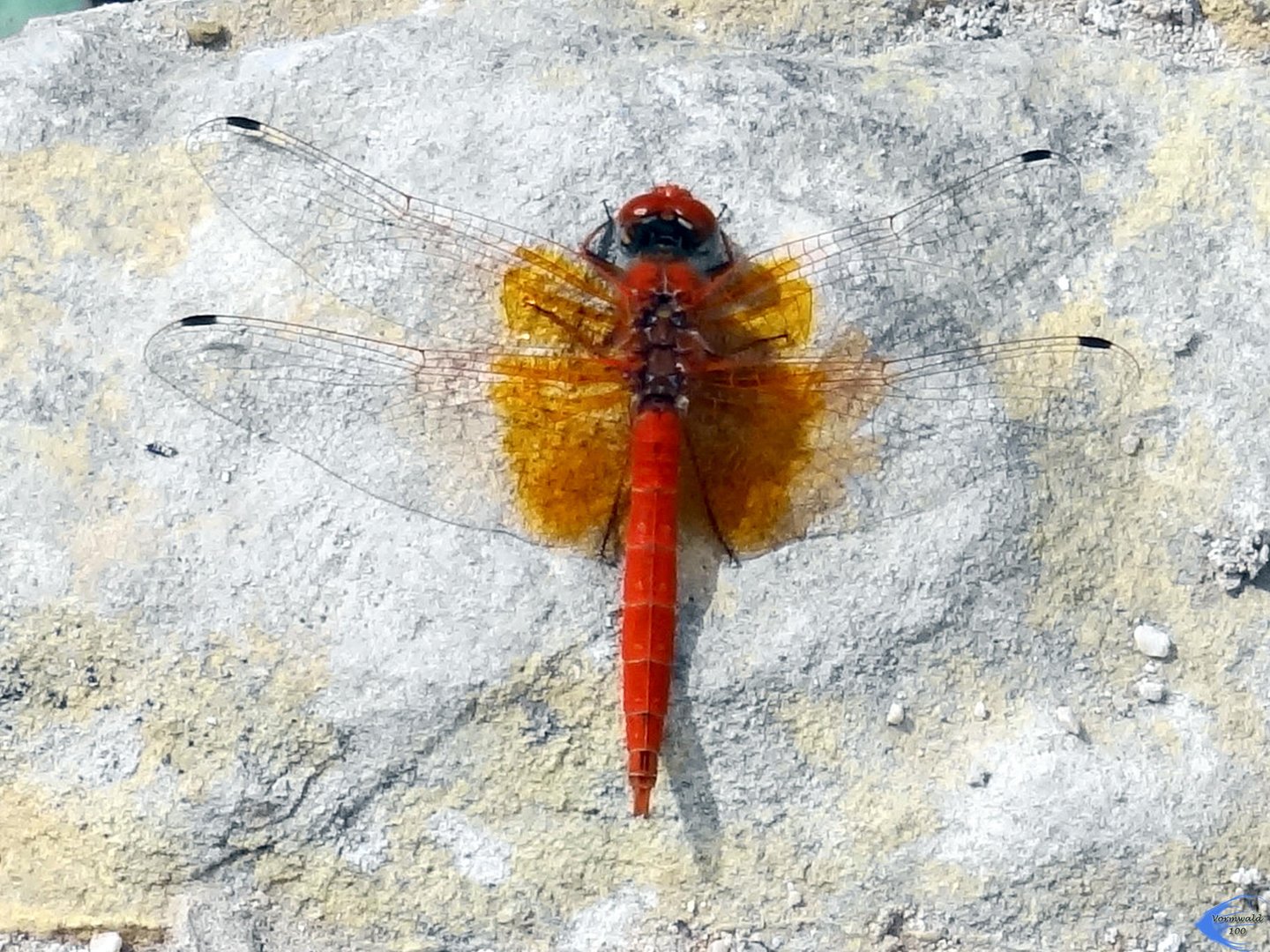 Sonnenzeiger Libelle im Oman