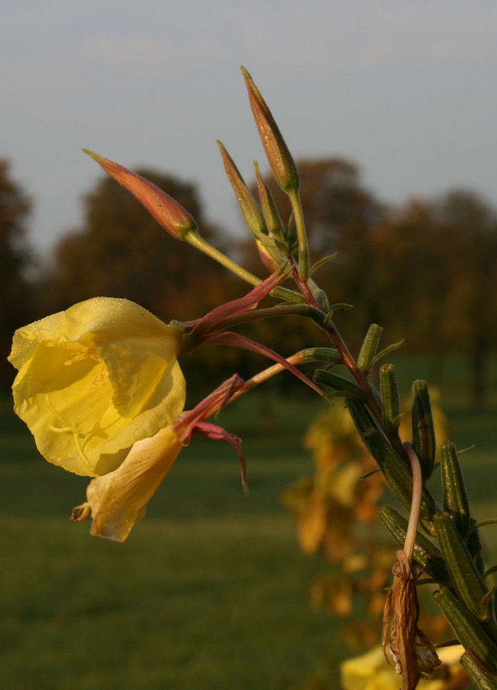 Sonnenzwinckern