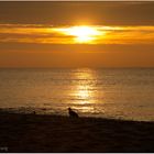 Sonneruntergang, Meer und Möwe gehören irgendwie zusammen