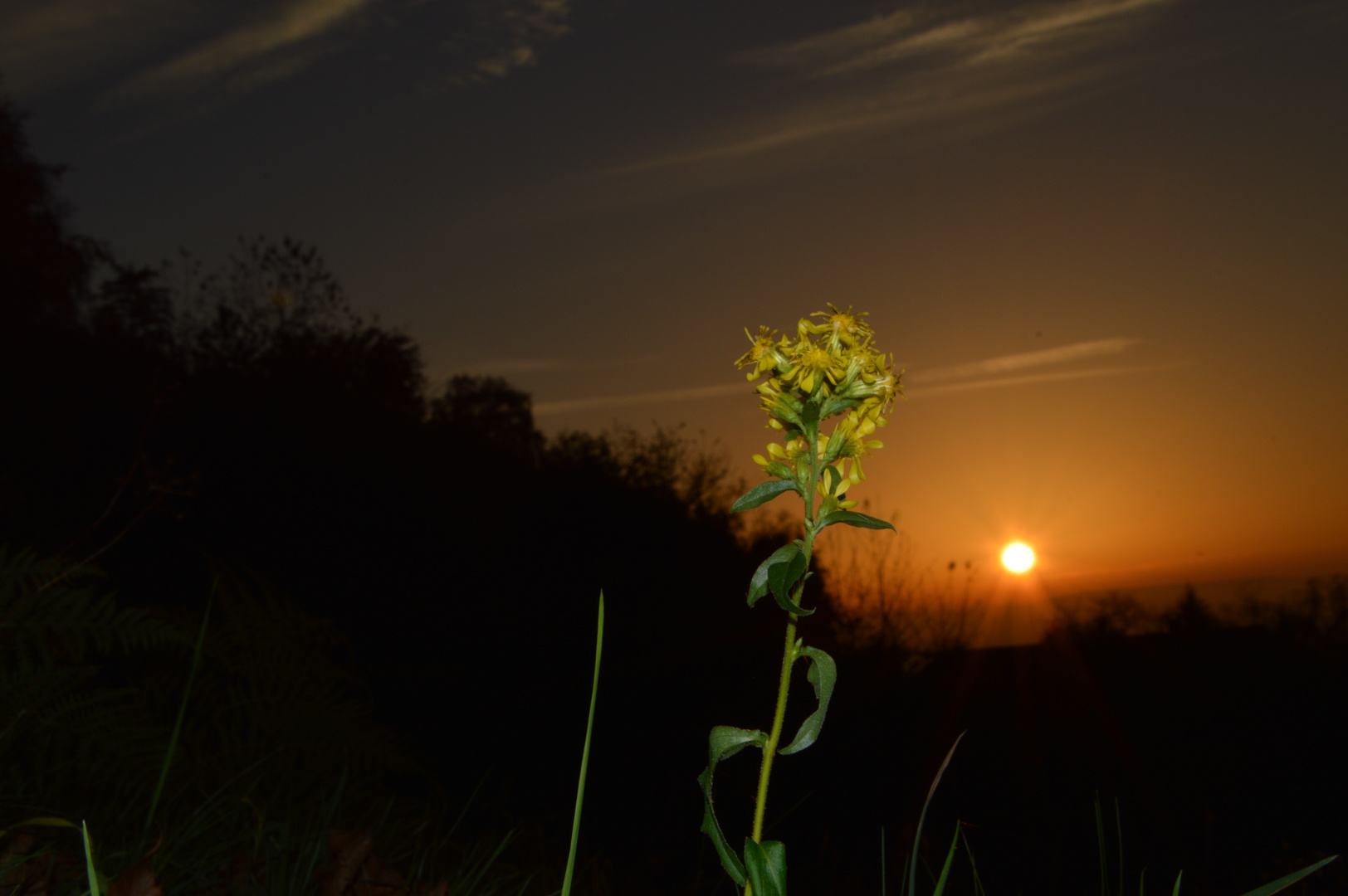 Sonneruntergang mit blume