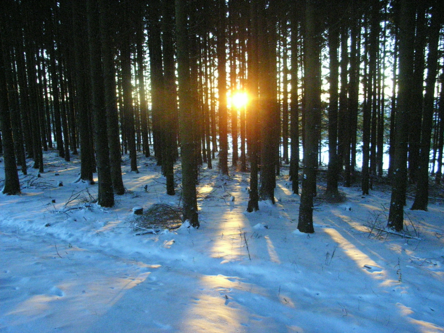 sonnescheinende wunderwelt auf schnee