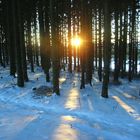 sonnescheinende wunderwelt auf schnee